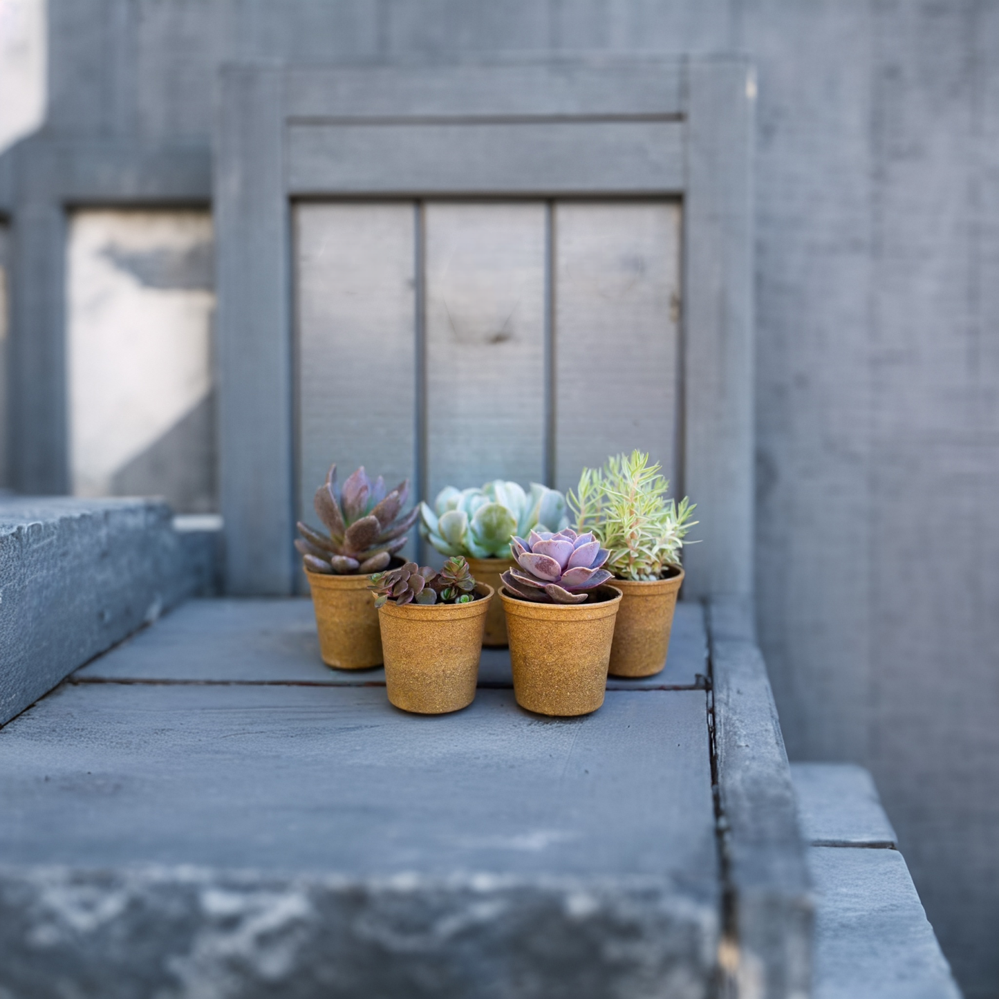 Grower 6-20cm Biodegradable plant pots