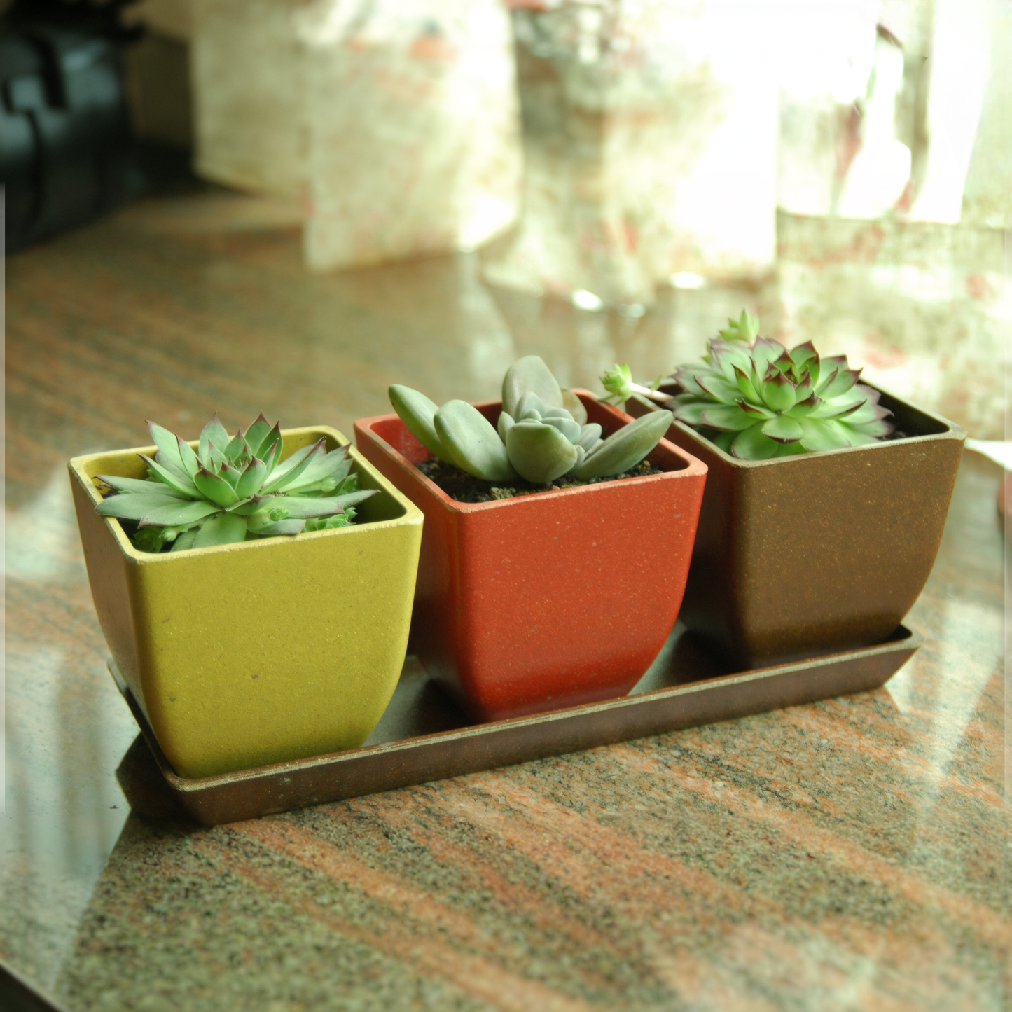 Waikato - 26cm Biodegradable plant pots