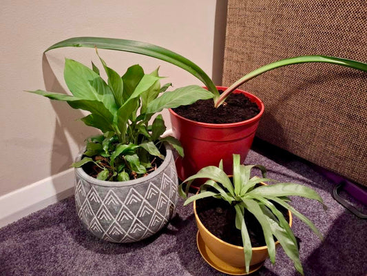 🌿 Growing Plants Is Eco-Friendly — But Plastic and Ceramic Pots Aren’t