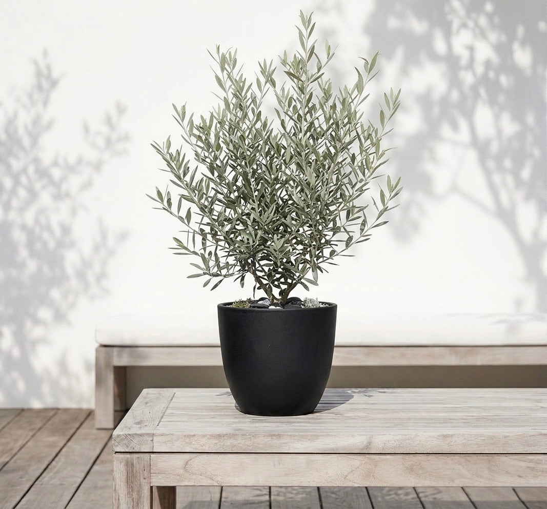 Biodegradable Plant Pots NZ: A Better Alternative to Plastic