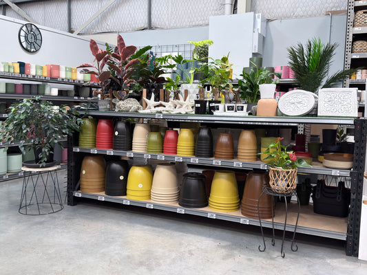 Why More Customers Are Choosing Biodegradable Plant Pots — And What It Means for the Future