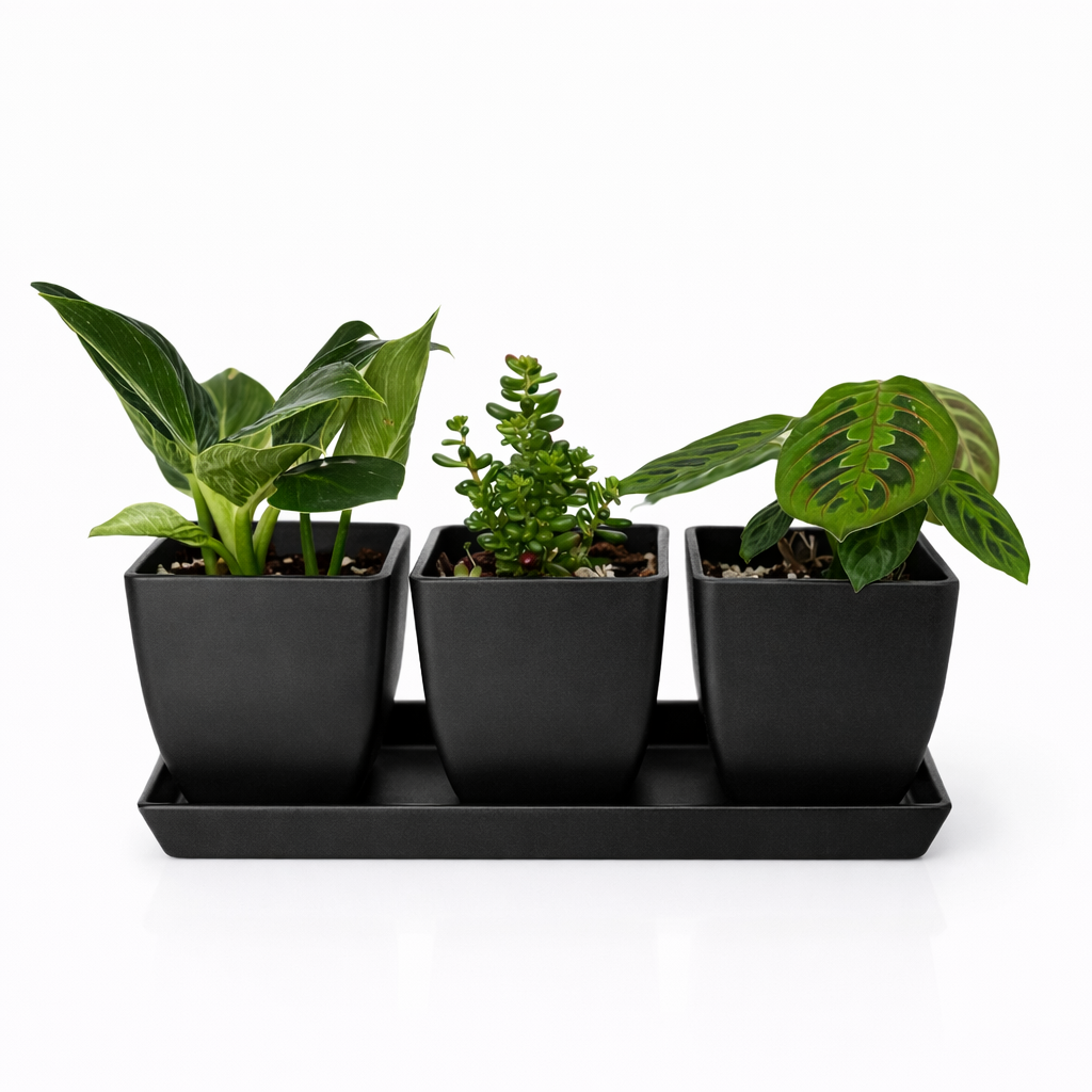 Waikato - 26cm Biodegradable plant pots