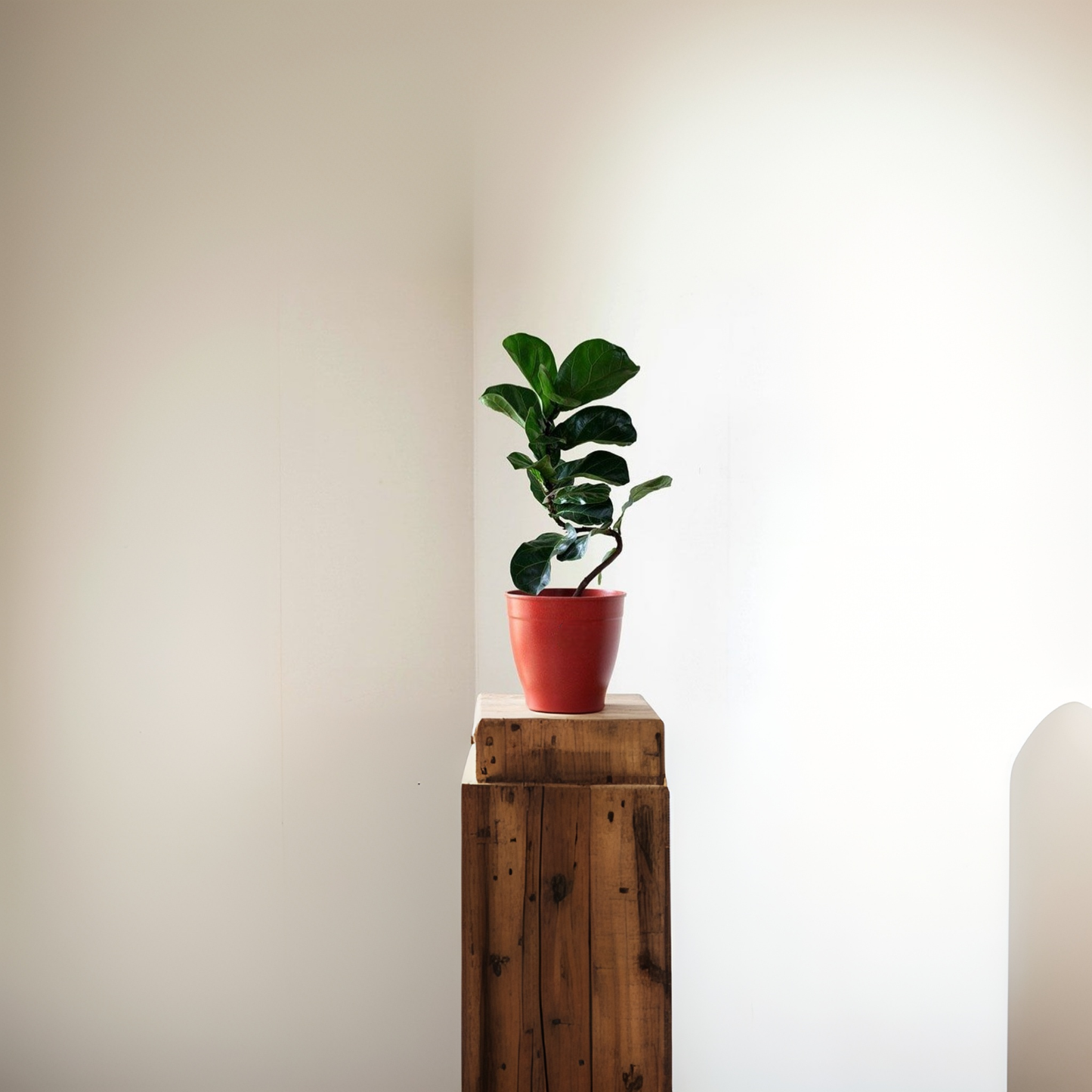 Canterbury 15-30.5cm Biodegradable plant pots