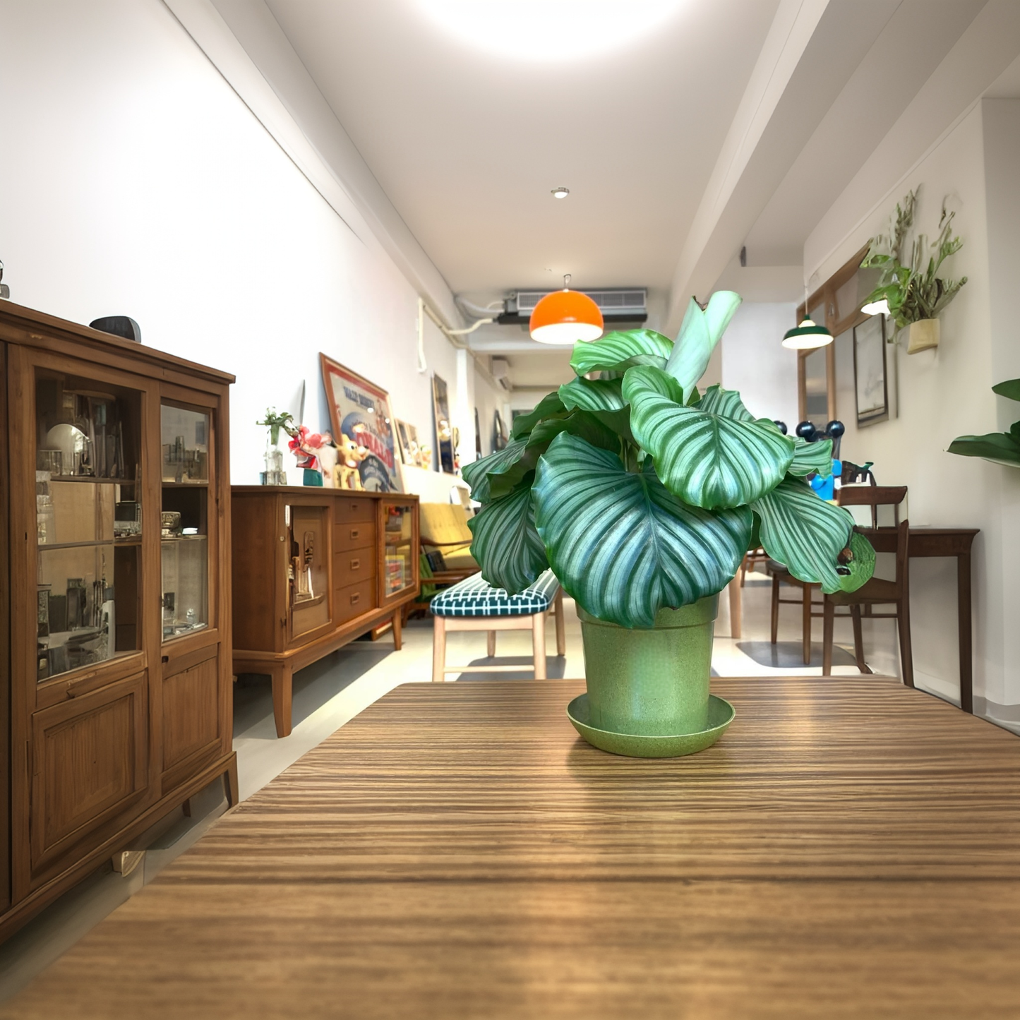 Grower 6-20cm Biodegradable plant pots