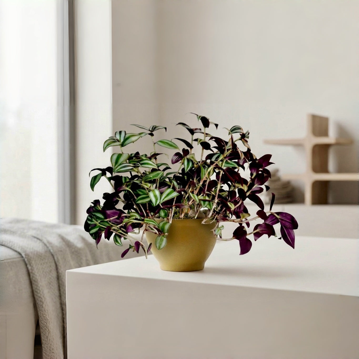 Nelson - 16.2cm Biodegradable plant pots