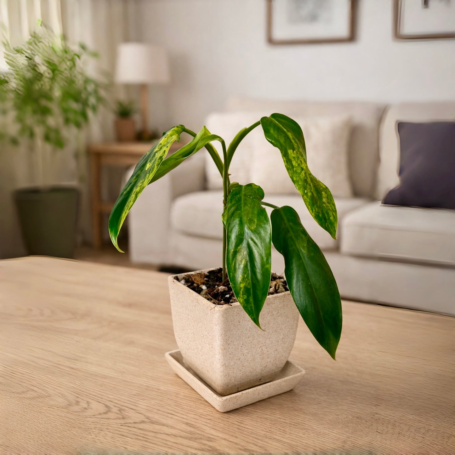 Tasman - 8.7cm square Biodegradable plant pots