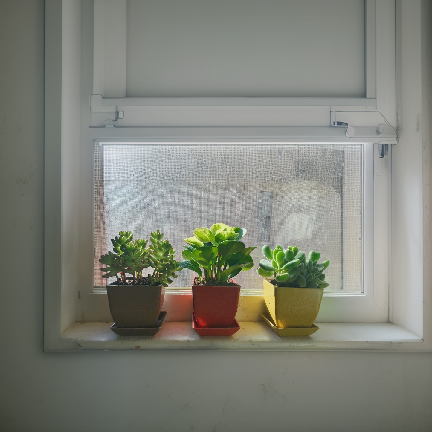 Tasman - 8.7cm square Biodegradable plant pots