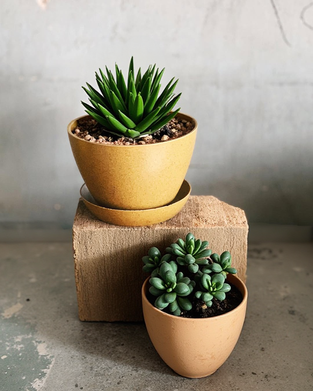 Wellington 17.8cm Biodegradable plant pots