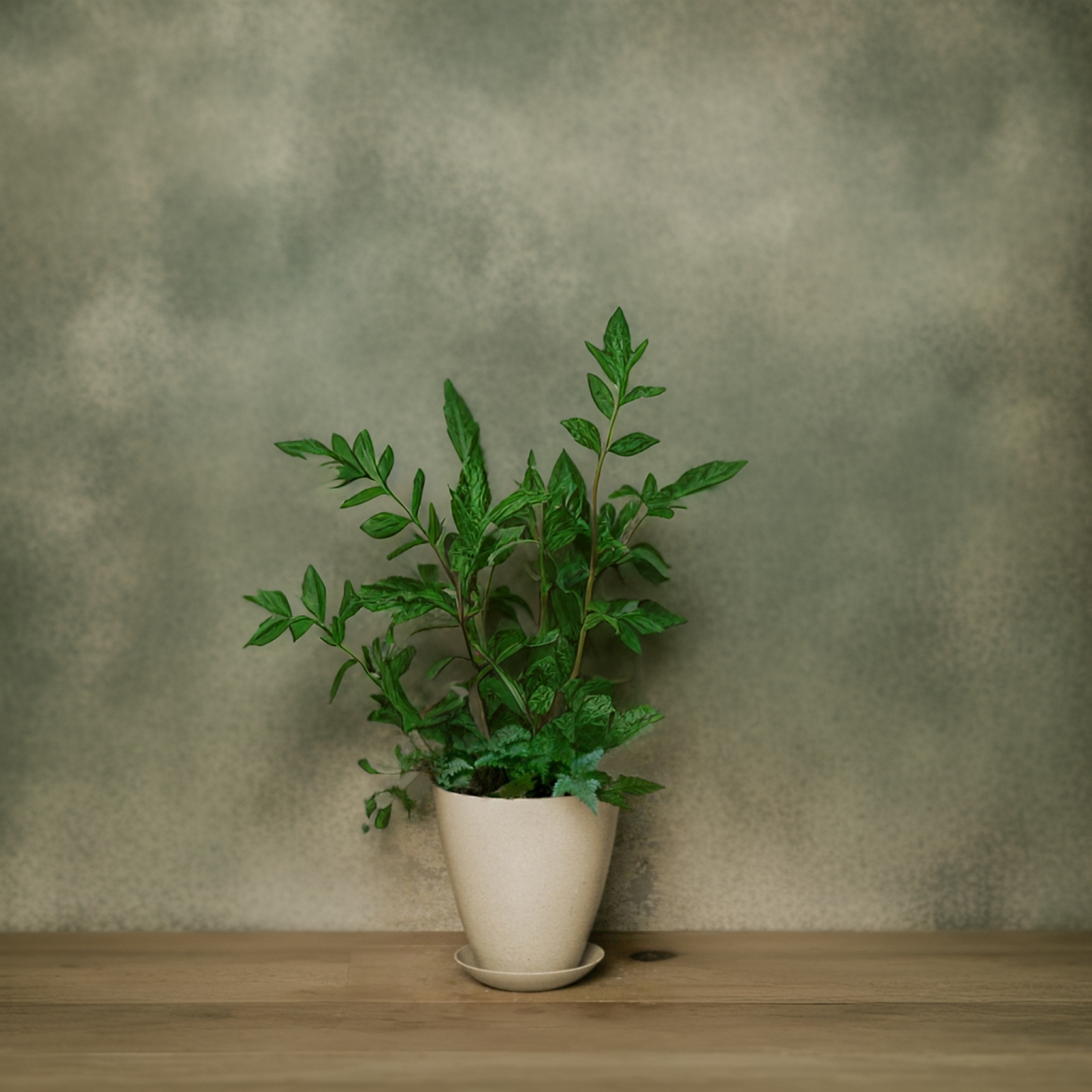 West Coast - 14.8cm Biodegradable plant pots