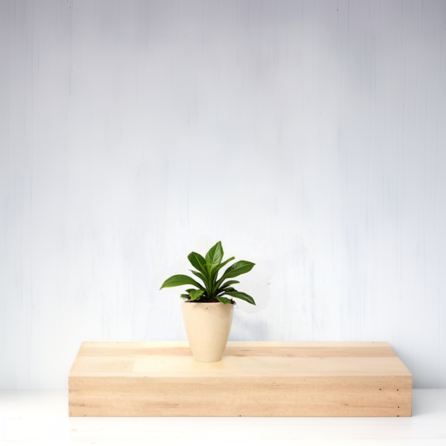 West Coast - 14.8cm Biodegradable plant pots